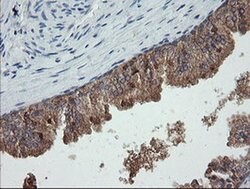 C2orf62 Monoclonal Antibody (OTI4B4), TrueMAB , OriGene 30 &mu;L; Unconjugated:Antibodies,
