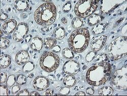 C2orf62 Monoclonal Antibody (OTI4B4), TrueMAB , OriGene 30 &mu;L; Unconjugated:Antibodies,