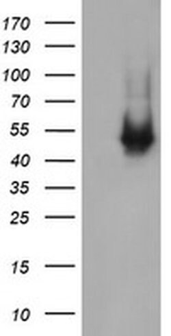 C2orf62 Monoclonal Antibody (OTI2F4), TrueMAB , OriGene 100 &mu;L; Unconjugated:Antibodies,