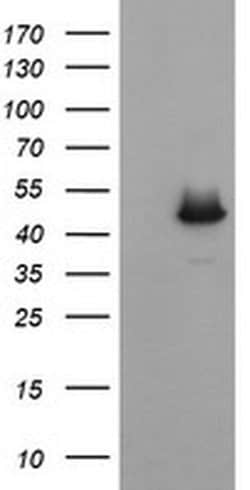 C2orf62 Monoclonal Antibody (OTI4A12), TrueMAB , OriGene 30 &mu;L; Unconjugated:Antibodies,