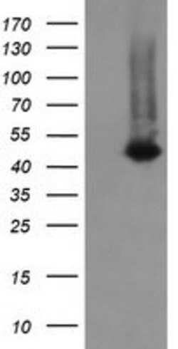 C2orf62 Mouse anti-Human, Clone: OTI2C6, lyophilized, TrueMAB 100 &mu;g;
