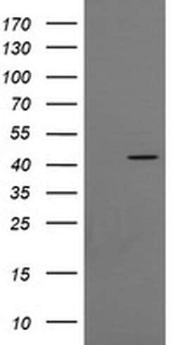 C2orf62 Monoclonal Antibody (OTI4E1), TrueMAB , OriGene:Antibodies:Primary