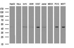 C2orf62 Monoclonal Antibody (OTI2D9), TrueMAB , OriGene:Antibodies:Primary