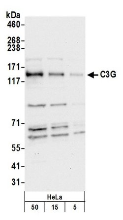 C3G Polyclonal Antibody, Bethyl Laboratories 20 &mu;L; Unconjugated:Antibodies,