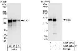 C3G Rabbit anti-Human, Polyclonal, Bethyl Laboratories 100 &mu;L; Unconjugated:Antibodies,