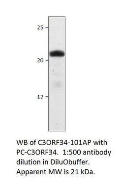 C3Orf34 Rabbit anti-Human, Polyclonal, FabGennix 200 &mu;L; Unconjugated:Antibodies,