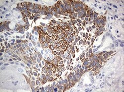 C3orf15 Monoclonal Antibody (OTI6G1), TrueMAB , OriGene 100 &mu;L; Unconjugated:Antibodies,