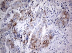 C3orf15 Monoclonal Antibody (OTI6G1), TrueMAB , OriGene 100 &mu;L; Unconjugated:Antibodies,