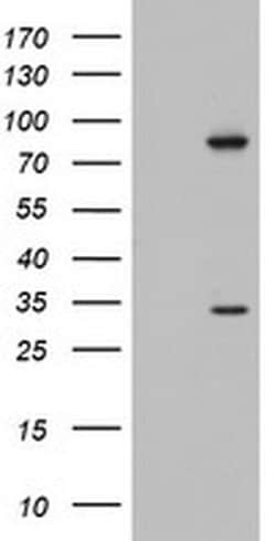 C3orf15 Mouse anti-Human, Clone: OTI4F2, liquid, TrueMAB 100 &mu;L; Unconjugated:Antibodies,