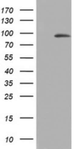 C3orf15 Mouse anti-Human, Clone: OTI7F7, lyophilized, TrueMAB 100 &mu;g;