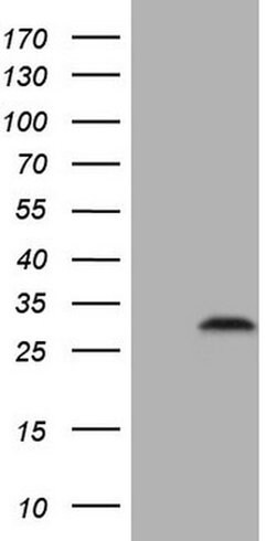 C3orf43 Monoclonal Antibody (OTI1H6), TrueMAB , OriGene:Antibodies:Primary