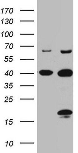 C4orf36 Mouse anti-Human, Clone: OTI7A7, lyophilized, TrueMAB 100 &mu;g;