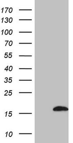 C4orf36 Monoclonal Antibody (OTI4F6), TrueMAB , OriGene:Antibodies:Primary