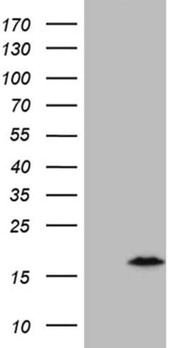 C4orf36 Monoclonal Antibody (OTI8B7), TrueMAB , OriGene 30 &mu;L; Unconjugated:Antibodies,