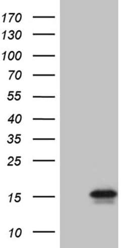 C4orf36 Monoclonal Antibody (OTI2H5), TrueMAB , OriGene:Antibodies:Primary