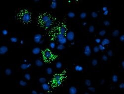 C4orf42 Mouse anti-Human, Clone: OTI2C6, lyophilized, TrueMAB 100 &mu;g;