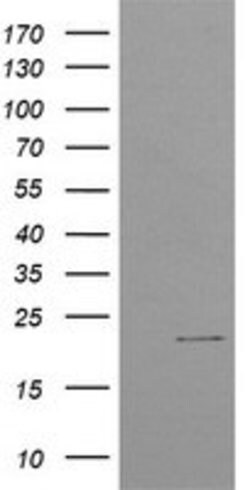C4orf42 Mouse anti-Human, Clone: OTI4F2, lyophilized, TrueMAB 100 &mu;g;