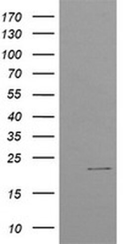 C4orf42 Monoclonal Antibody (OTI4F2), TrueMAB , OriGene:Antibodies:Primary