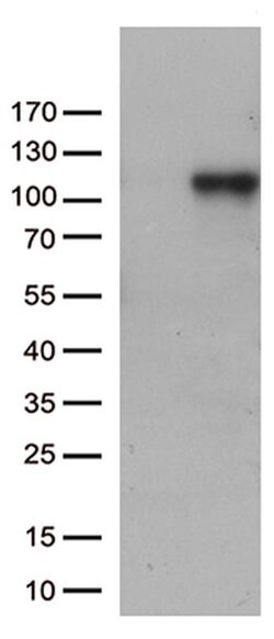 C6 Monoclonal Antibody (OTI1H4), TrueMAB , OriGene 30 &mu;L; Unconjugated:Antibodies,