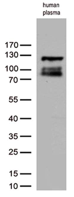C6 Monoclonal Antibody (OTI1H4), TrueMAB , OriGene 30 &mu;L; Unconjugated:Antibodies,