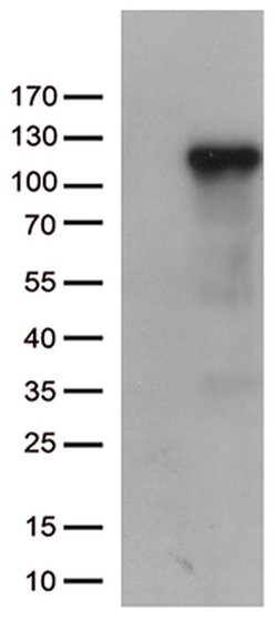 C6 Monoclonal Antibody (OTI2B9), TrueMAB , OriGene 100 &mu;L; Unconjugated:Antibodies,