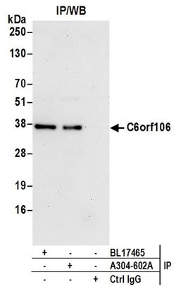C6orf106 Rabbit anti-Human, Mouse, Polyclonal, Bethyl Laboratories 100