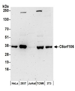 C6orf106 Rabbit anti-Human, Mouse, Polyclonal, Bethyl Laboratories 100