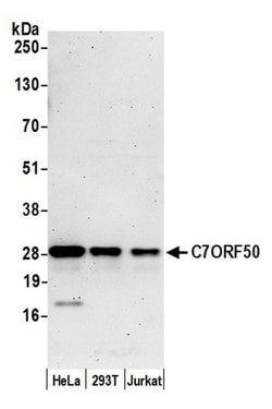 C7ORF50 Rabbit anti-Human, Polyclonal, Bethyl Laboratories 10 &mu;L; Unconjugated:Antibodies,