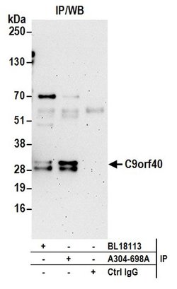 C9orf40 Rabbit anti-Human, Mouse, Polyclonal, Bethyl Laboratories 100 &mu;l;