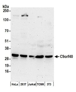 C9orf40 Polyclonal Antibody, Bethyl Laboratories:Antibodies:Primary Antibodies