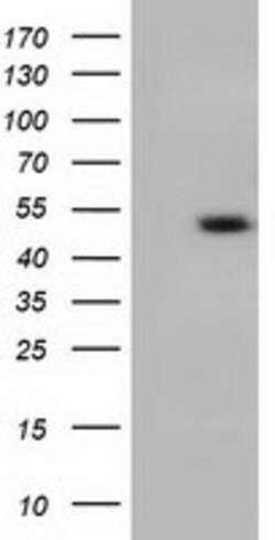 C9orf41 Mouse anti-Human, Clone: OTI1E8, lyophilized, TrueMAB 100 &mu;g;