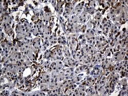 C9orf43 Monoclonal Antibody (OTI4F9), TrueMAB , OriGene 100 &mu;L; Unconjugated:Antibodies,
