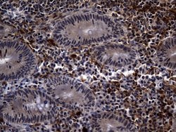 C9orf43 Monoclonal Antibody (OTI4F9), TrueMAB , OriGene 100 &mu;L; Unconjugated:Antibodies,