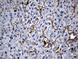 C9orf43 Monoclonal Antibody (OTI4F9), TrueMAB , OriGene 100 &mu;L; Unconjugated:Antibodies,