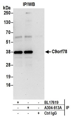 C9orf78 Rabbit anti-Human, Polyclonal, Bethyl Laboratories 10 &mu;L; Unconjugated:Antibodies,