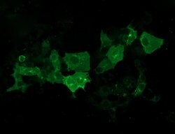 CA12 Monoclonal Antibody (OTI2E9), TrueMAB , OriGene 100 &mu;L; Unconjugated:Antibodies,