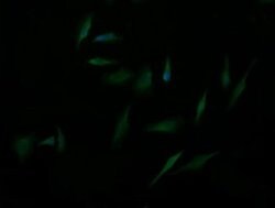 CA12 Monoclonal Antibody (OTI2E9), TrueMAB , OriGene 100 &mu;L; Unconjugated:Antibodies,