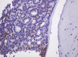 CA12 Mouse anti-Human, Clone: OTI2C6, liquid, TrueMAB 30 &mu;L; Unconjugated:Antibodies,