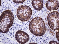 CA12 Mouse anti-Human, Clone: OTI2C6, liquid, TrueMAB 30 &mu;L; Unconjugated:Antibodies,