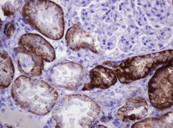 CA12 Mouse anti-Human, Clone: OTI2C6, lyophilized, TrueMAB 100 &mu;g; Unconjugated:Antibodies,
