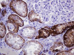CA12 Mouse anti-Human, Clone: OTI2C6, liquid, TrueMAB 30 &mu;L; Unconjugated:Antibodies,