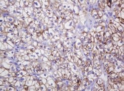 CA12 Mouse anti-Human, Clone: OTI2C6, liquid, TrueMAB 30 &mu;L; Unconjugated:Antibodies,