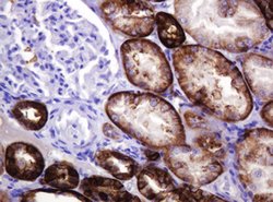 CA12 Mouse anti-Human, Clone: OTI4G3, lyophilized, TrueMAB 100 &mu;g; Unconjugated:Antibodies,