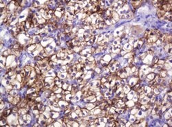 CA12 Mouse anti-Human, Clone: OTI4G3, lyophilized, TrueMAB 100 &mu;g; Unconjugated:Antibodies,