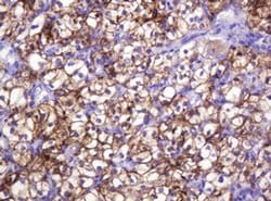 CA12 Monoclonal Antibody (OTI4G3), TrueMAB , OriGene 30 &mu;L; Unconjugated:Antibodies,