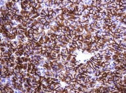 CA12 Monoclonal Antibody (OTI1A6), TrueMAB , OriGene:Antibodies:Primary