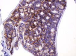 CA12 Mouse anti-Human, Clone: OTI1A6, lyophilized, TrueMAB 100 &mu;g | Buy Online | Origene Technologies | Fisher Scientific