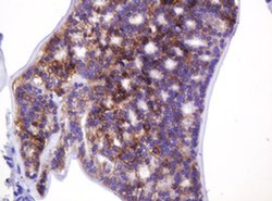 CA12 Monoclonal Antibody (OTI1A6), TrueMAB , OriGene 100 &mu;L; Unconjugated:Antibodies,