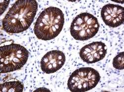 CA12 Mouse anti-Human, Clone: OTI1A6, lyophilized, TrueMAB 100 &mu;g | Buy Online | Origene Technologies | Fisher Scientific