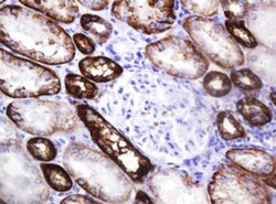 CA12 Monoclonal Antibody (OTI1A6), TrueMAB , OriGene 100 &mu;L; Unconjugated:Antibodies,